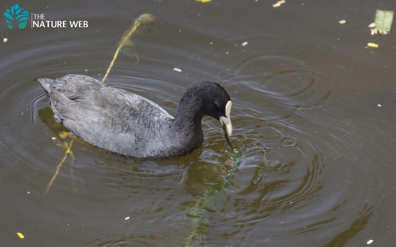 Common Coot